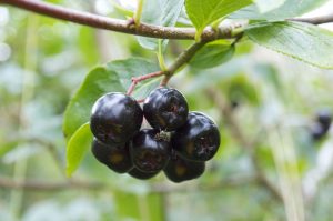 aronia2